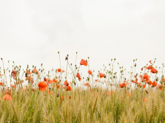 Startup CropSafe šetrí poľnohospodárom miliardy libier