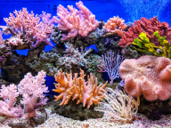 ReefCam prináša oceán do obývačiek na celom svete