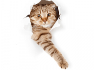 Meowbox: „Subscription box“ služba pre mačky 
