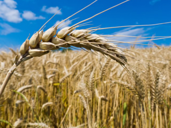 Poznáme víťazov súťaže Najobľúbenejší farmár/výrobca 2017