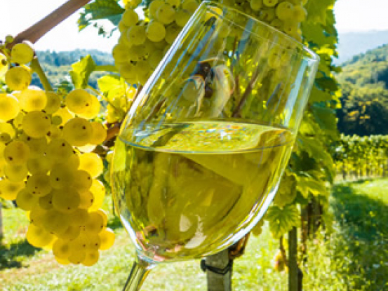 Patria k najväčším producentom vína na Slovensku, hoci nevlastnia ani meter viníc - VIREX